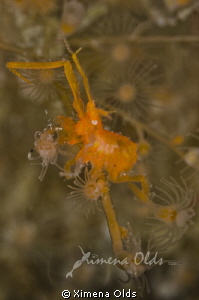 Orange Amphipod by Ximena Olds 